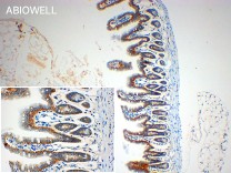 Claudin 1 Rabbit Polyclonal Antibody