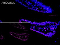 ERK1/2 (Phospho Thr202/T185) Recombinant Rabbit Monoclonal Antibody