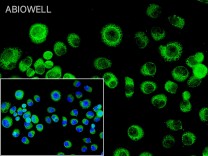 DRP1(Phospho Ser616) Recombinant Rabbit Monoclonal Antibody