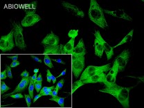 Granzyme B Rabbit Polyclonal Antibody