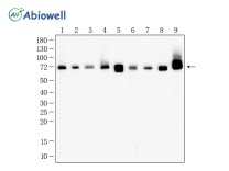 Hsc70 Recombinant Rabbit Monoclonal Antibody