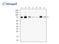 Hsc70 Recombinant Rabbit Monoclonal Antibody