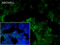 Insulin Recombinant Rabbit Monoclonal Antibody