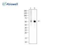 ATP5A1 Recombinant Rabbit Monoclonal Antibody