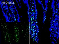 PPARA Rabbit Polyclonal Antibody