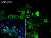 COX IV Rabbit Polyclonal Antibody