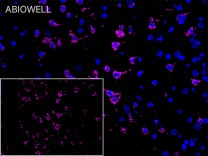 ATP5A1 Recombinant Rabbit Monoclonal Antibody