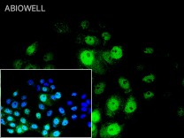 AKT1 Recombinant Rabbit Monoclonal Antibody