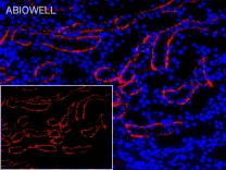 TRAF6 Rabbit Polyclonal Antibody