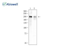 UBR2 Rabbit Polyclonal Antibody