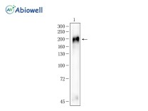 UBR2 Rabbit Polyclonal Antibody