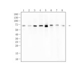 NFκB-p65 Recombinant Rabbit Monoclonal Antibody