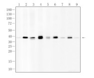 MSI1 Recombinant Rabbit Monoclonal Antibody