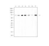 GAD67/GAD1 Recombinant Rabbit Monoclonal Antibody