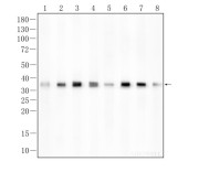 PSMD14 Recombinant Rabbit Monoclonal Antibody