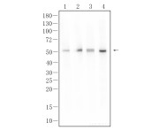 Smad3 Recombinant Rabbit Monoclonal  Antibody