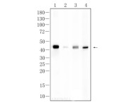 NR2F1 Recombinant Rabbit Monoclonal Antibody