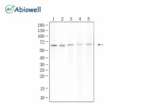 SUOX Recombinant Rabbit Monoclonal Antibody