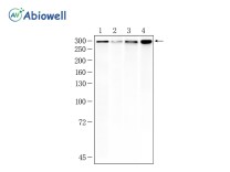 Nestin Recombinant Rabbit Monoclonal Antibody