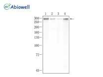 Nestin Recombinant Rabbit Monoclonal Antibody