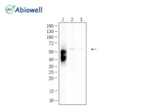 CD27 Recombinant Rabbit Monoclonal Antibody