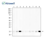 Histone H3(Acetyl K23) Recombinant Rabbit Monoclonal Antibody