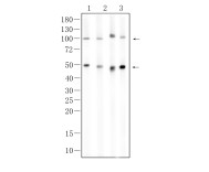 NFκB-p105/p50 Recombinant Rabbit Monoclonal Antibody