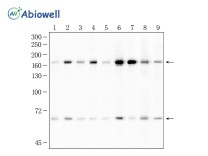 CD206 Recombinant Rabbit Monoclonal Antibody