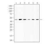 CD336 Recombinant Rabbit Monoclonal Antibody