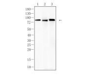 STAT3(Phospho Ser727) Recombinant Rabbit Monoclonal Antibody