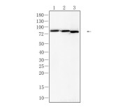 ATG7 Recombinant Rabbit Monoclonal  Antibody