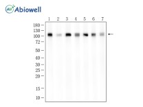 ATF6 Recombinant Rabbit Monoclonal Antibody