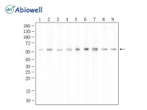 SFRS6 Recombinant Rabbit Monoclonal Antibody