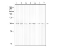 CD133 Rabbit Polyclonal Antibody