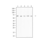 AKT1/2/3 Rabbit Polyclonal Antibody