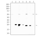 ATG12 Rabbit Polyclonal Antibody