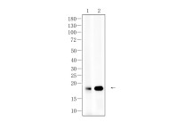 Claudin 1 Rabbit Polyclonal Antibody