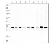 SNAI1 Rabbit Polyclonal Antibody