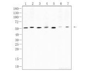 c-Fos Rabbit Polyclonal Antibody