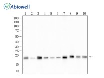 ISG15 Rabbit Polyclonal Antibody