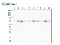 ADRA2A Rabbit Polyclonal Antibody